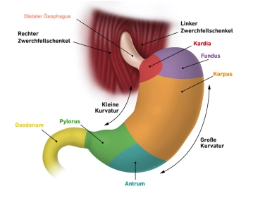 Anatomia Cirúrgica do Esôfago e Estômago 1