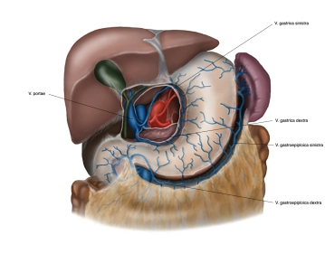 517_Anatomie_venen besch.jpg