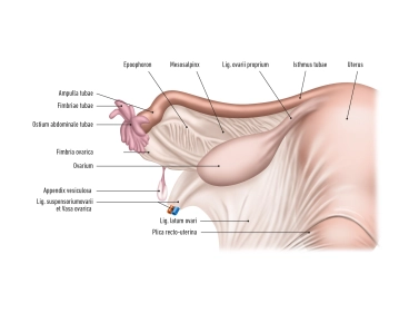 A trompa de Falópio (Tuba uterina, Salpinx)