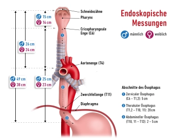Anatomia Cirúrgica do Esôfago e Estômago 2