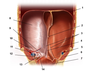 Anatomía topográfica de la pared abdominal; Vista interna de la pared abdominal anterior