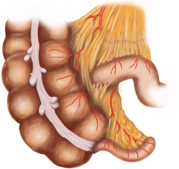 Anatomia relevante cirurgicamente