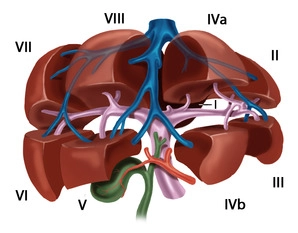 Anatomia Funcional do Fígado