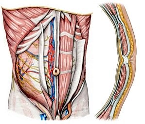 Anatomia cirúrgica da parede abdominal anterior