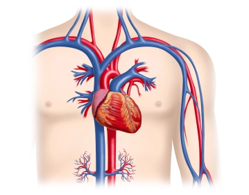 Incisión cutánea y preparación del bolsillo del generador