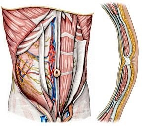 Anatomia cirúrgica da parede abdominal anterior