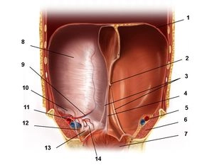 Anatomia Topográfica da Parede Abdominal; Visão Interna da Parede Abdominal Anterior