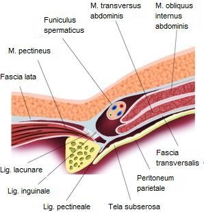 Parede Abdominal Anterior