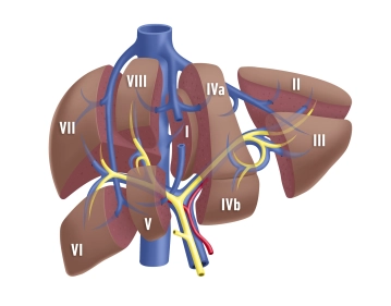 Anatomia Funcional do Fígado