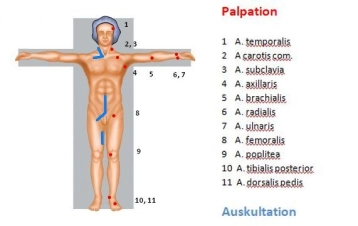 Palpation-Auskultation