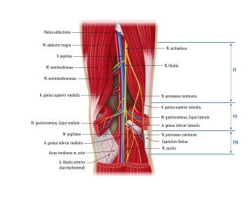 anatomia topográfica-cirúrgica