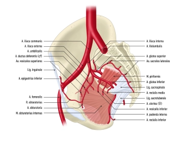 Suprimento Arterial da Pelve