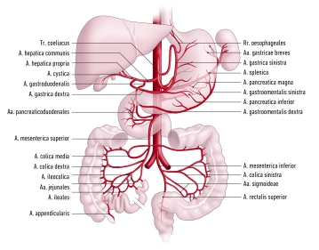 Aorta Abdominal