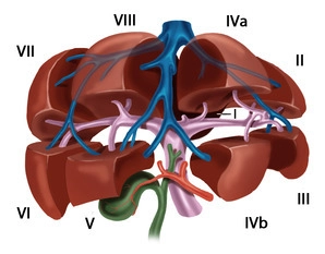 Anatomia funcional do fígado
