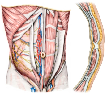 Anatomia Cirúrgica da Parede Abdominal