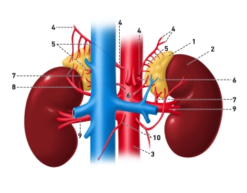 Anatomía Glándula Suprarrenal; Glandulae suprarenales