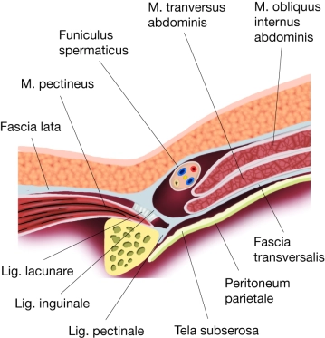 Parede abdominal anterior